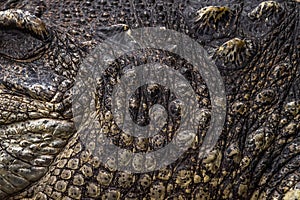 close up crocodile skin background texture