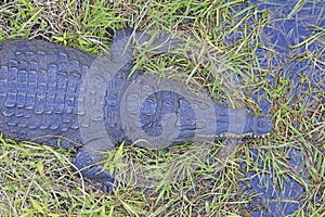 Close-up crocodile in the swamp in Everglades National Park