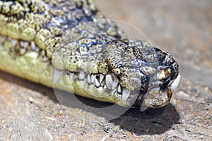 Close-up of crocodile teeth and front end of mouth. Close up of a crocodile teeth