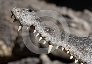 Close-up Crocodile Teeth Isolated on Background