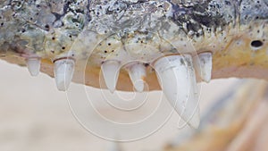 Close-up of crocodile teeth, upper jaw