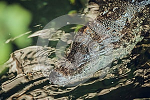 Close up of Crocodile in water