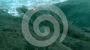 Close-up of Crocodilefish lies on seabed. Crocodilefish or Tentacled Flathead Papilloculiceps longiceps