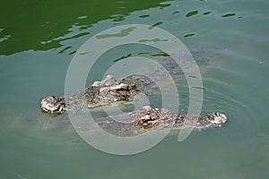 Close-up of crocodiles swimming in the river