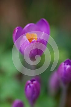 Close up of a crocus flower