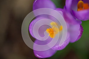 Close up of a crocus flower