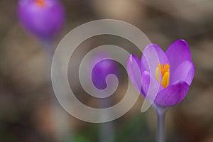 Close up of a crocus flower