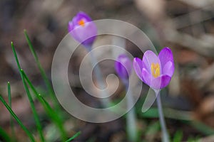 Close up of a crocus flower