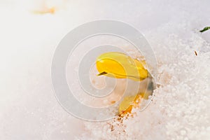 Close up of crocus flower in bloom, covered in snow