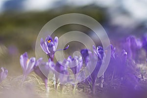 Close up of crocus flowers in Spring time in the Mountains