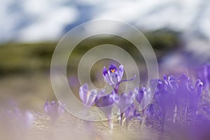 Close up of crocus flowers in Spring time in the Mountains