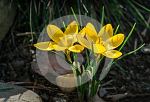 Close-up of Crocus Golden Yellow. Soft focus of beautiful yellow crocuses in spring garden background. Nature concept for spring d