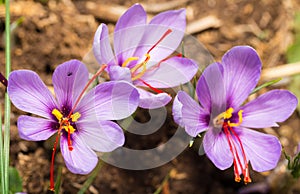 Close up of Crocus sativus flower