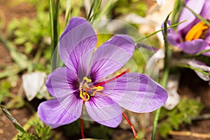 Close up of Crocus sativus flower