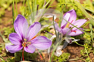 Close up of Crocus sativus flower