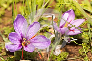 Close up of Crocus sativus flower