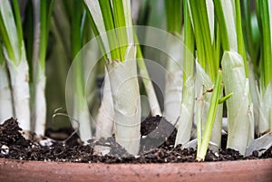 A close-up of crocus stems in the pot