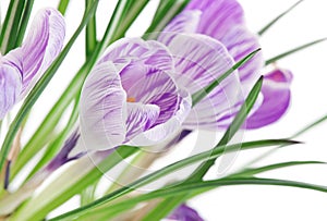 Close up of crocuses