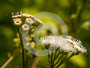 Close up of the crofton weed flower on the way