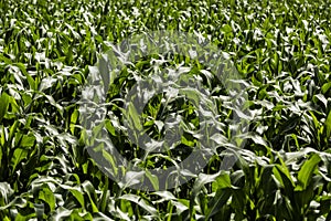 Close Up of a crop field on the wadden sea island Texel in the Netherlands