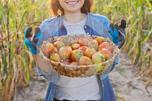 Close-up crop of ripe farm organic red tomatoes in basket in hands of woman