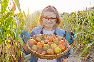 Close-up crop of ripe farm organic red tomatoes in basket in hands of woman