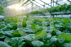 Close-up of crop seedlings in a greenhouse. Plants grow in ideal conditions and protected from extreme weather