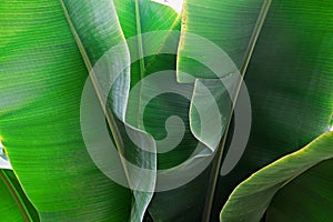 Close up cropped image of banana palm leaf with visible texture structure. Green nature concept background