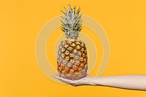 Close up cropped photo of female hold in hands fresh ripe pineapple fruit isolated on yellow orange wall background in