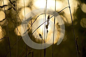 Close up of crops on a field in the sunset