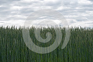 Close-up of crops growing against a cloudy cold sky giving it an abstract feel