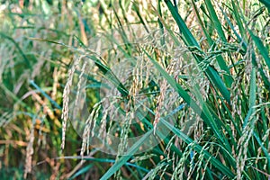 close-up of crops growing on field