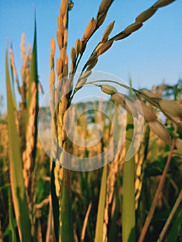 close-up of crops growing on field against sky