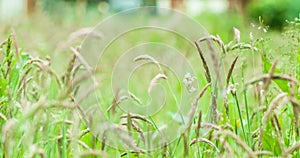 Close-up of crops growing on field in farm