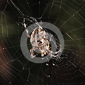 Close up of Cross Orb Weaver (Araneus diadematus) Spider European Garden Spider