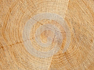 Close-up of a cross section of a tree stump showing aging circles