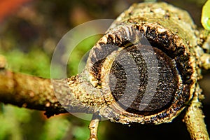 Close up cross section view of a plant stem