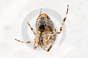 Close-up of a cross spider