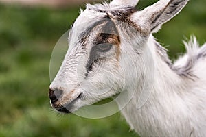 Close up of crossbred goat kid