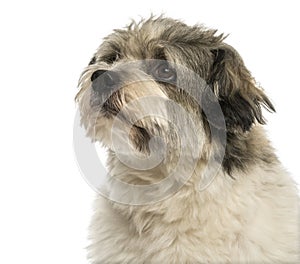 Close-up of a Crossbreed dog looking away, isolated