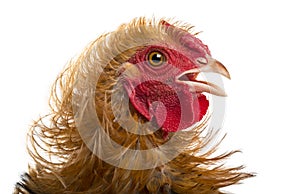 Close-up of Crossbreed rooster, Pekin photo