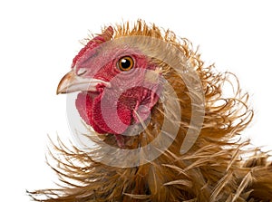 Close-up of Crossbreed rooster, Pekin photo