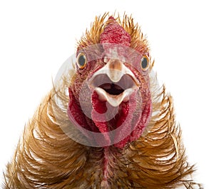 Close-up of Crossbreed rooster, Pekin