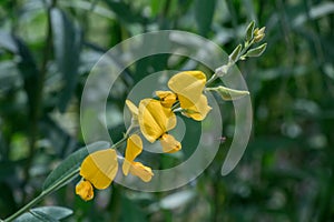 Close up Crotalaria juncea or sunn hemp flower