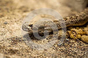 Close-up of crotalus atrox or western diamondback rattlesnake. Beautiful venomous snake in terrarium. Exotic tropical