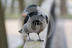 Close up crow portrait