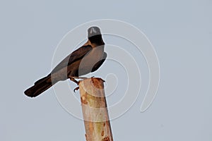 Close up of a crow sitting