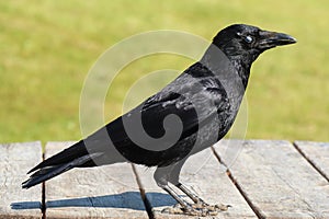Close up of a crow with a strange eye perches on a wooden table