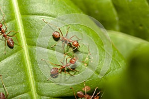 Close up crowd red ant on green leaf in nature at thailand