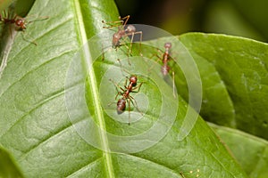 Close up crowd red ant on green leaf in nature at thailand